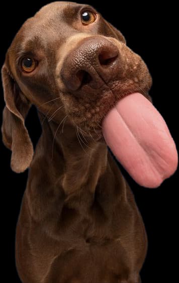Perro feliz con comida Petdly