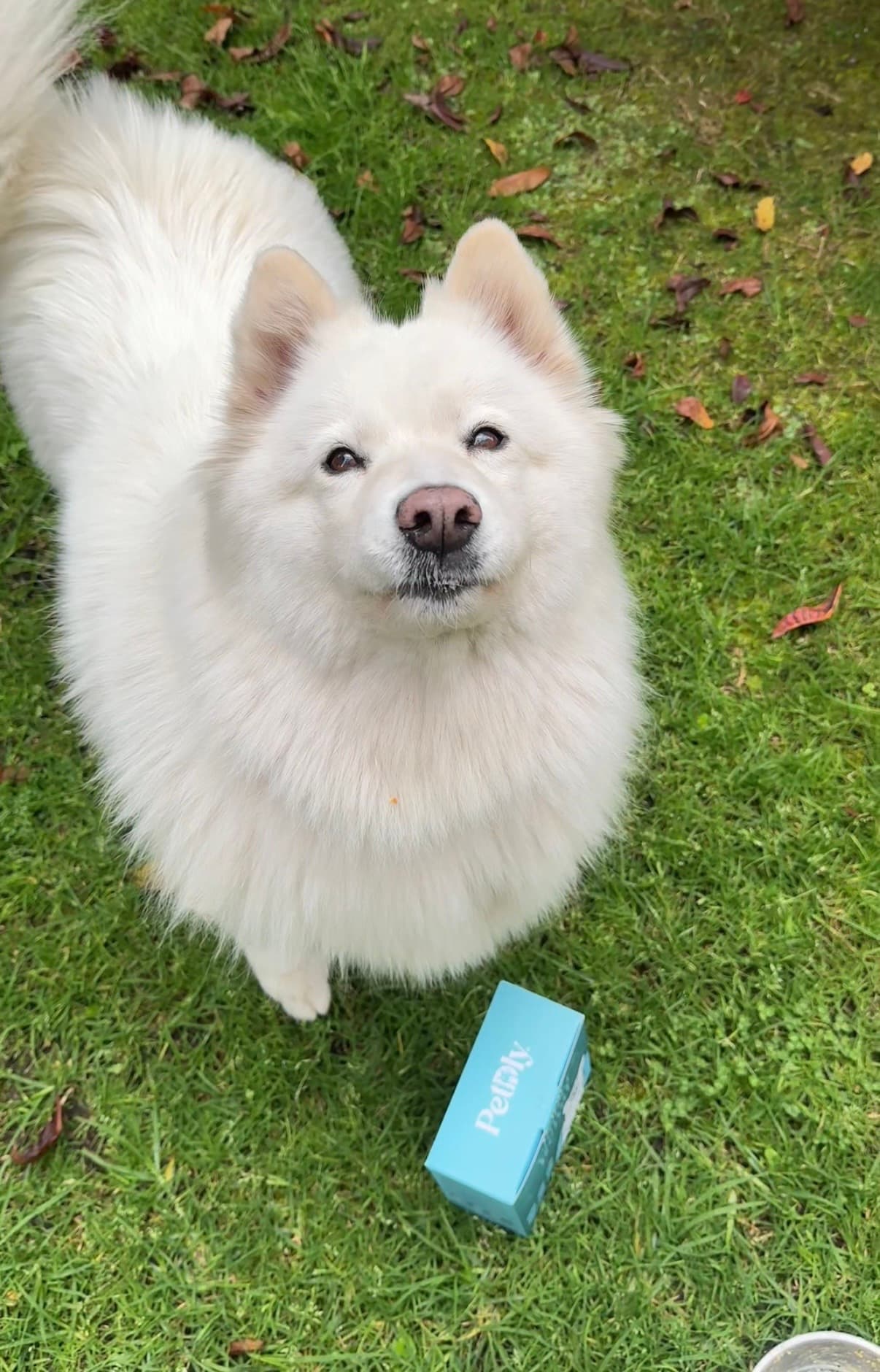 Perro blanco junto a caja Petdly