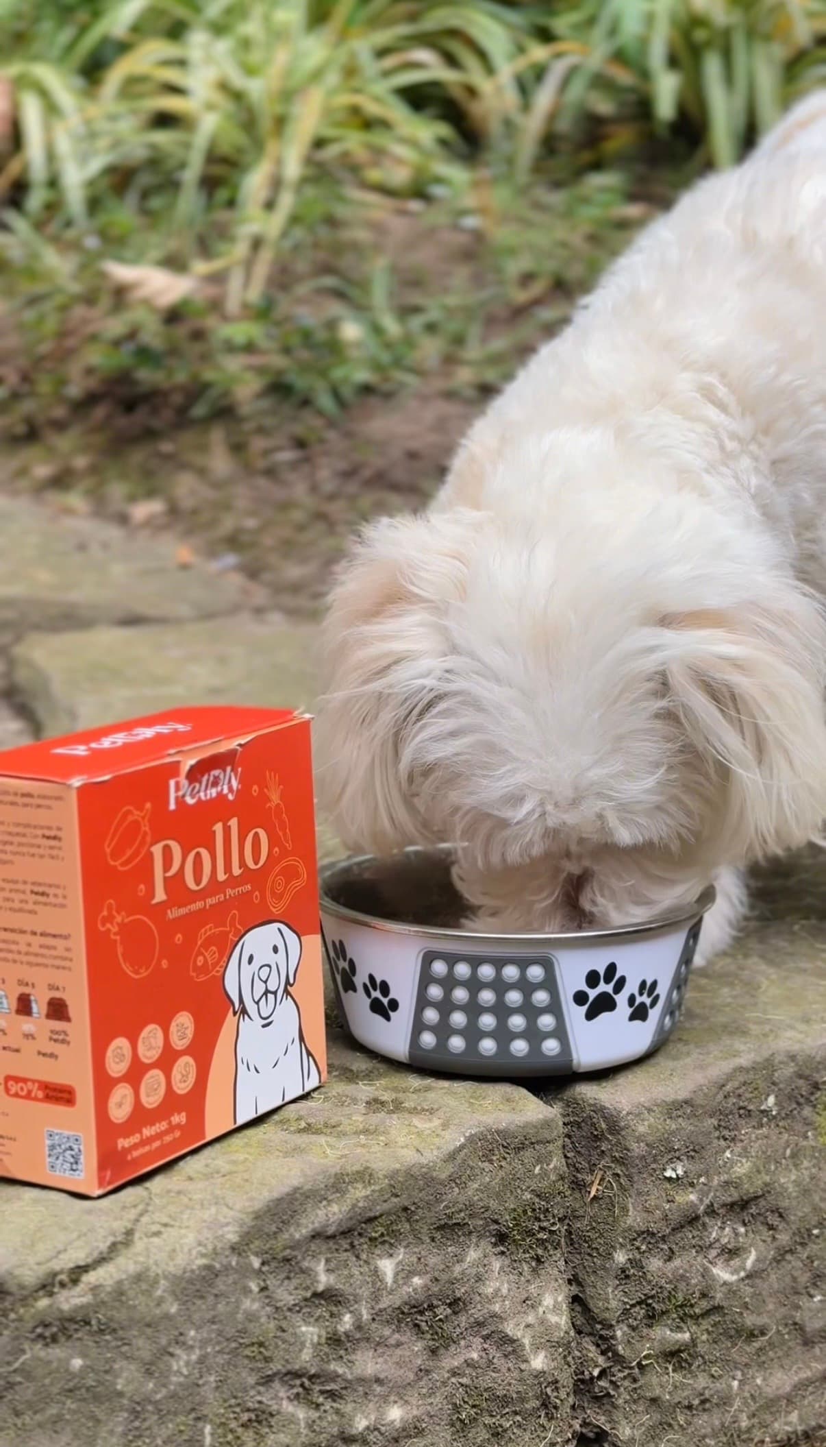 Perro comiendo junto a caja de Pollo