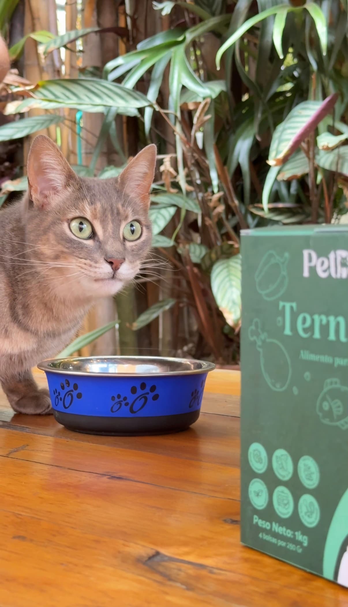Perro con cajas Petdly de diferentes recetas